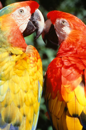 Costa Rica birdwatching