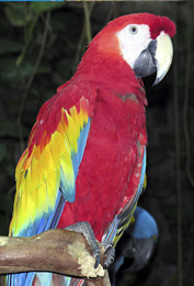 Costa Rica birdwatching